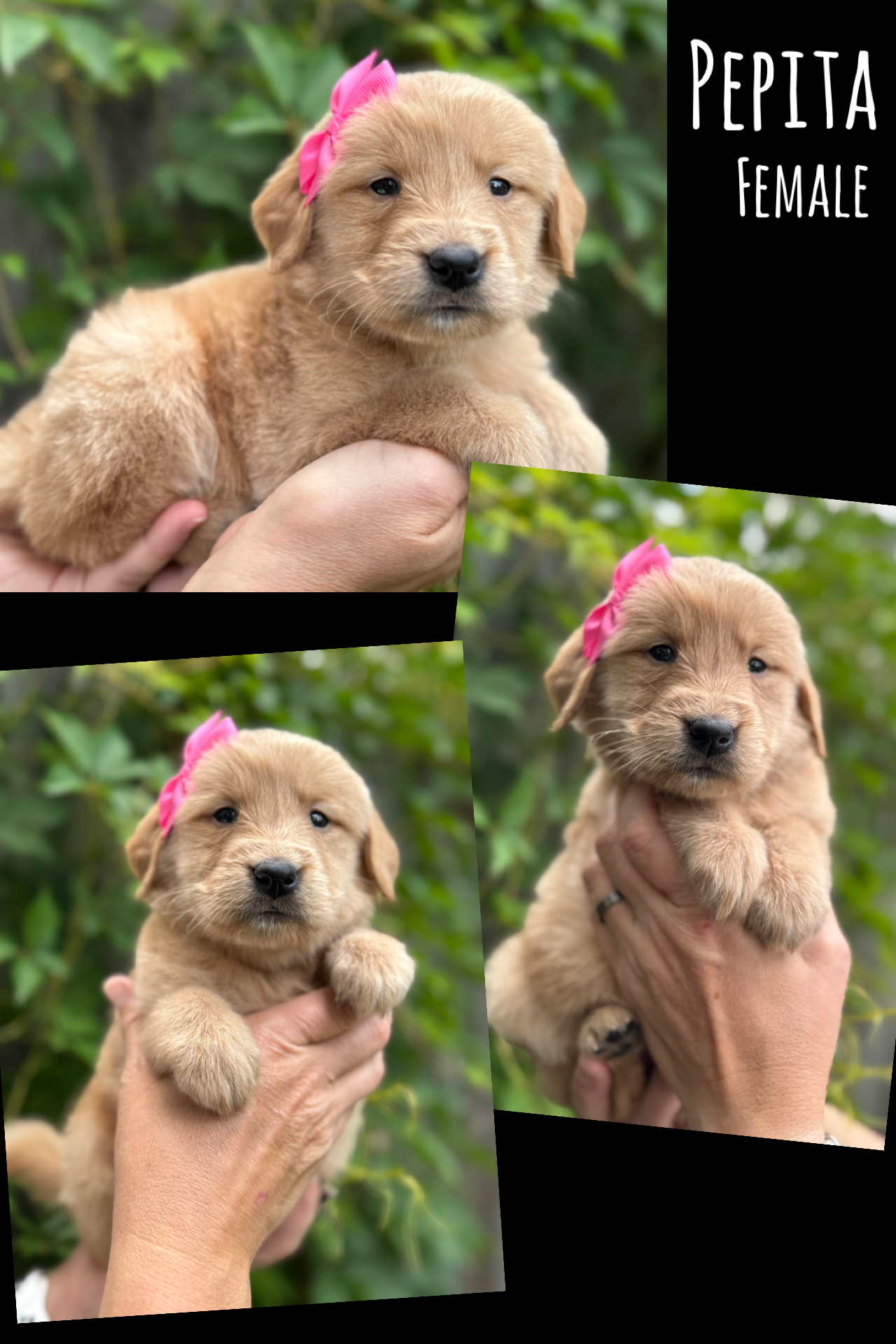 Pepita