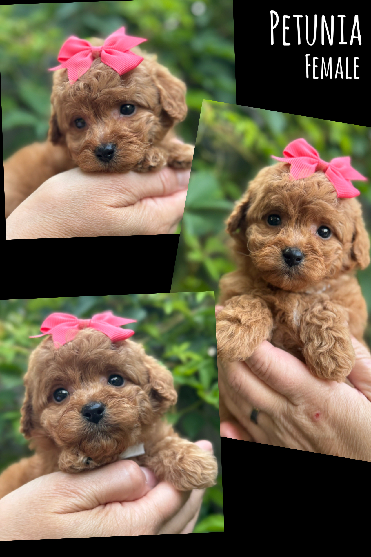 Petunia