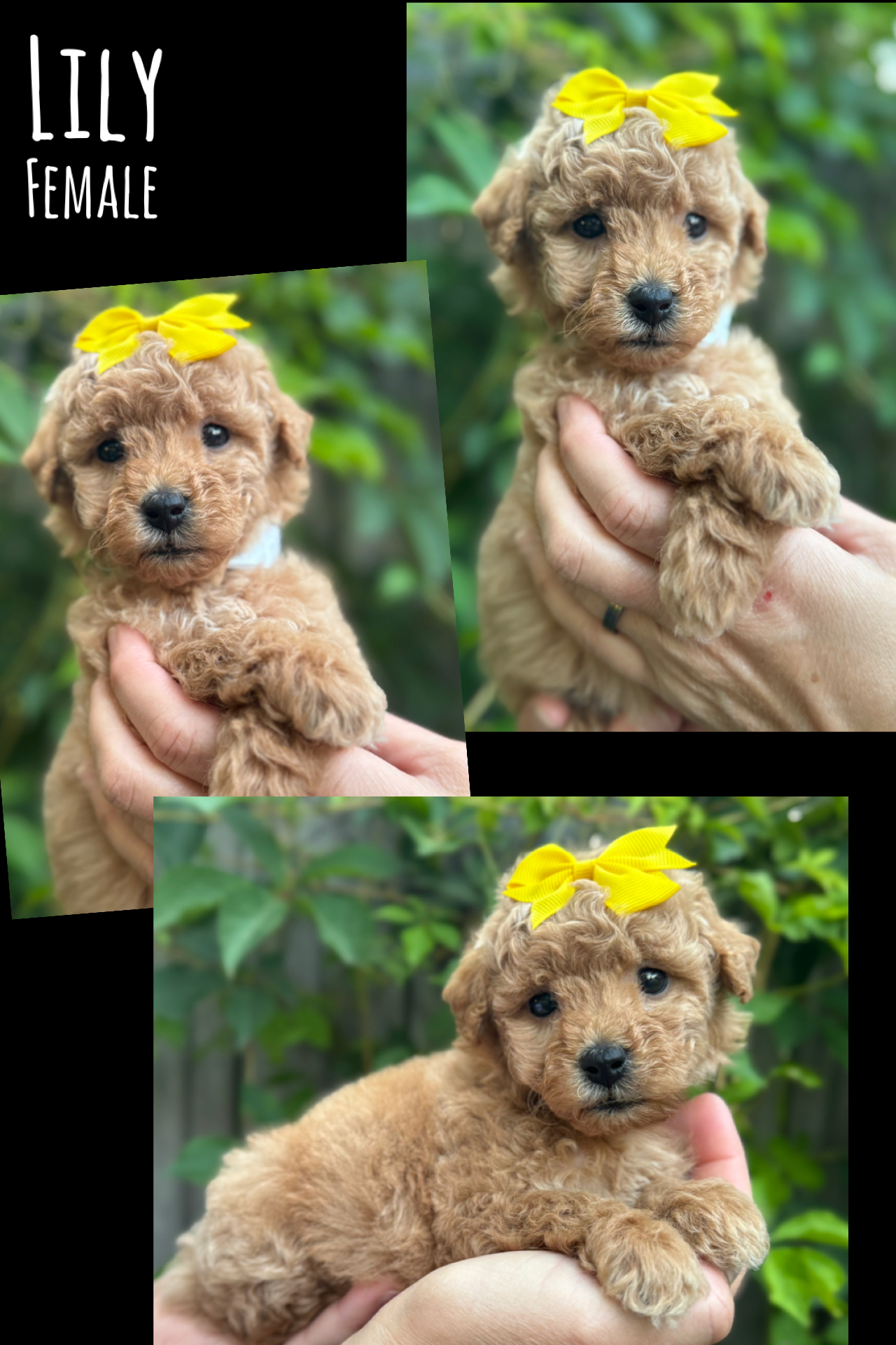 Lily