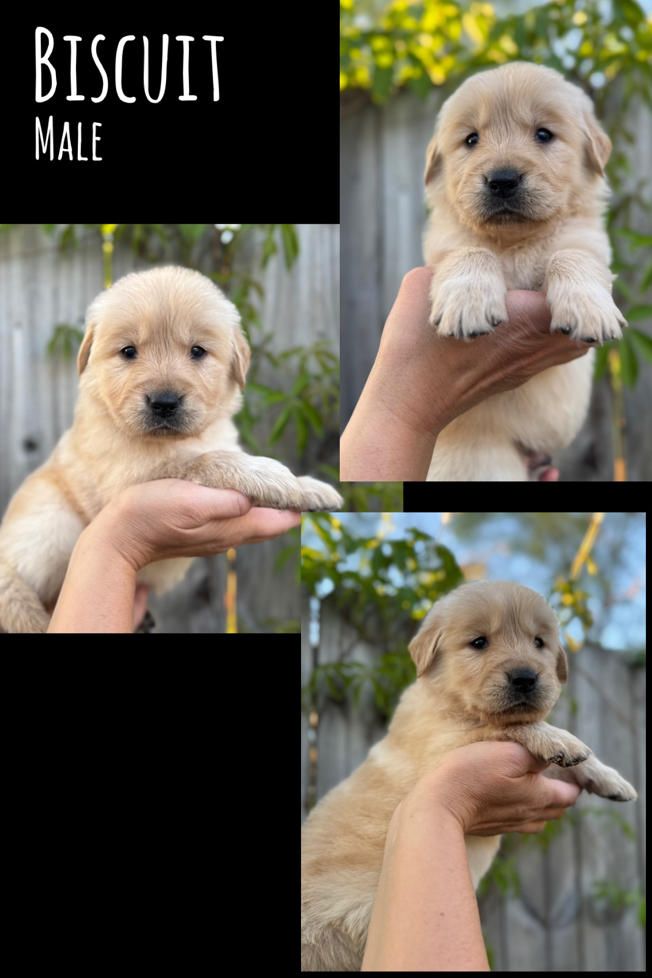 Biscuit